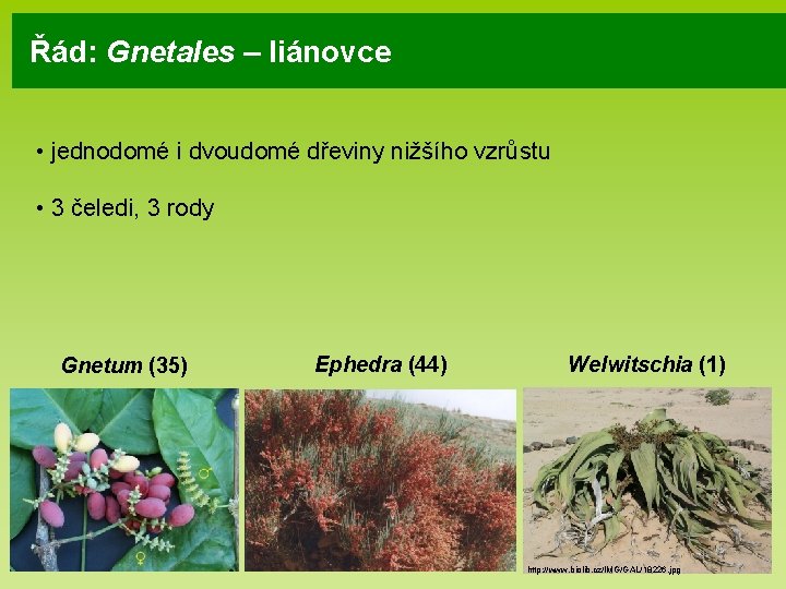 Řád: Gnetales – liánovce • jednodomé i dvoudomé dřeviny nižšího vzrůstu • 3 čeledi,