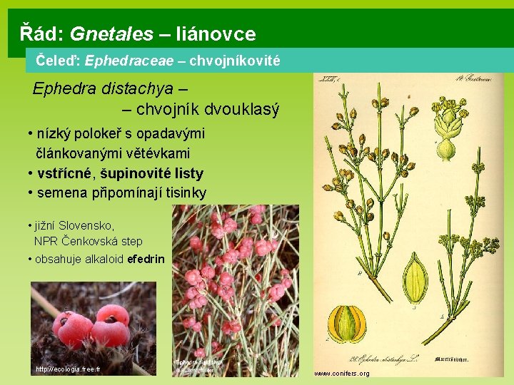 Řád: Gnetales – liánovce Čeleď: Ephedraceae – chvojníkovité Ephedra distachya – – chvojník dvouklasý