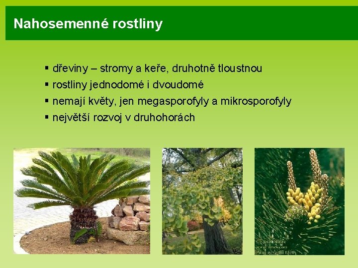 Nahosemenné rostliny § dřeviny – stromy a keře, druhotně tloustnou § rostliny jednodomé i