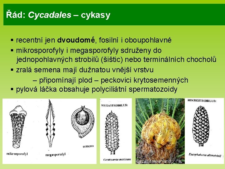 Řád: Cycadales – cykasy § recentní jen dvoudomé, fosilní i oboupohlavné § mikrosporofyly i