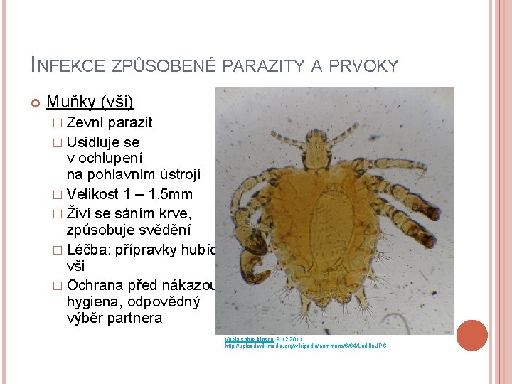 INFEKCE ZPŮSOBENÉ PARAZITY A PRVOKY Muňky (vši) � Zevní parazit � Usidluje se v