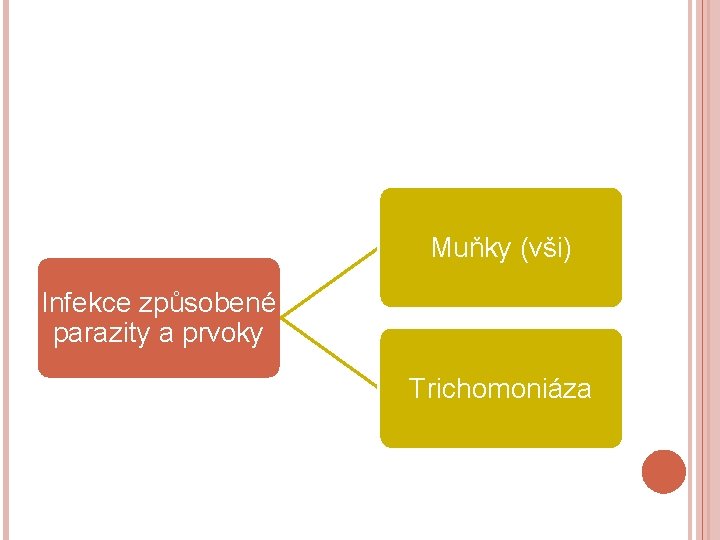 Muňky (vši) Infekce způsobené parazity a prvoky Trichomoniáza 