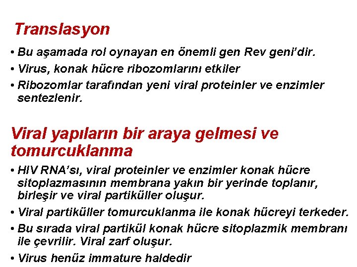 Translasyon • Bu aşamada rol oynayan en önemli gen Rev geni’dir. • Virus, konak