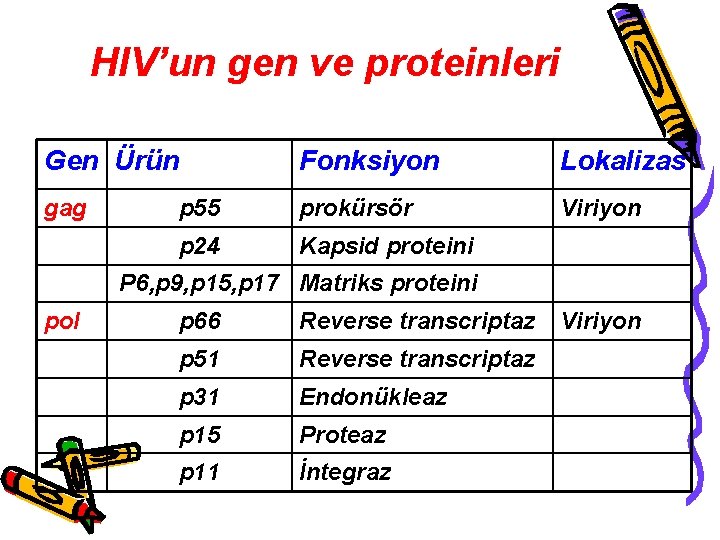 HIV’un gen ve proteinleri Gen Ürün Fonksiyon Lokalizas gag p 55 prokürsör Viriyon p