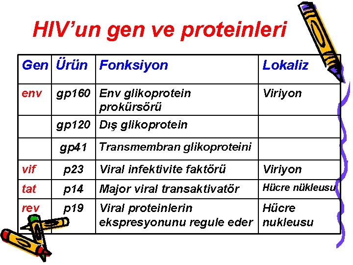 HIV’un gen ve proteinleri Gen Ürün Fonksiyon Lokaliz env Viriyon gp 160 Env glikoprotein