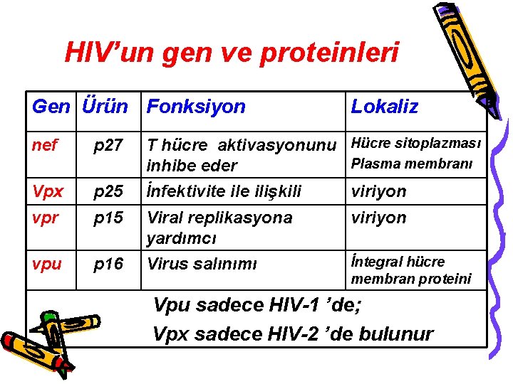 HIV’un gen ve proteinleri Gen Ürün Fonksiyon nef p 27 Vpx p 25 vpr