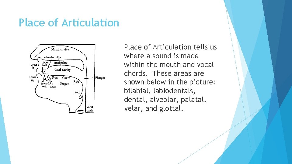 Place of Articulation tells us where a sound is made within the mouth and