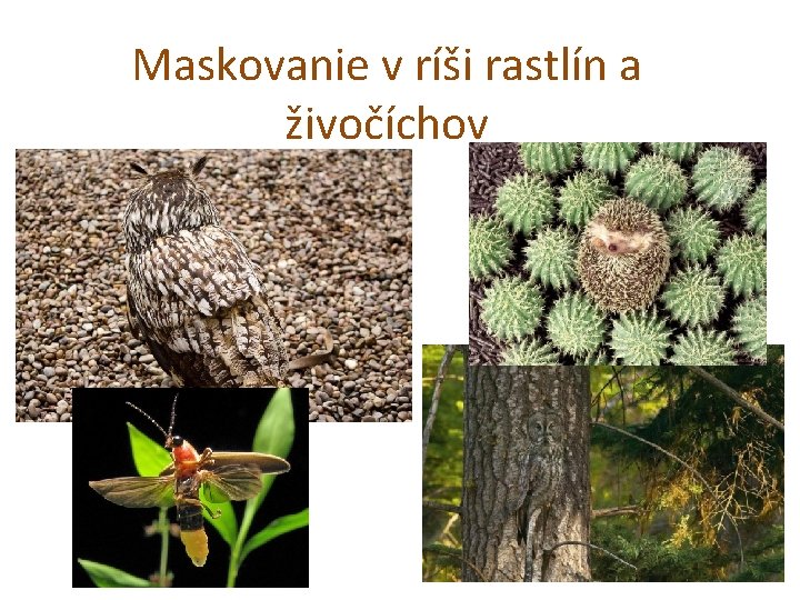 Maskovanie v ríši rastlín a živočíchov 