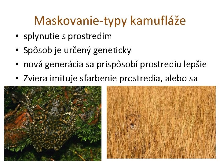 Maskovanie-typy kamufláže • • splynutie s prostredím Spôsob je určený geneticky nová generácia sa