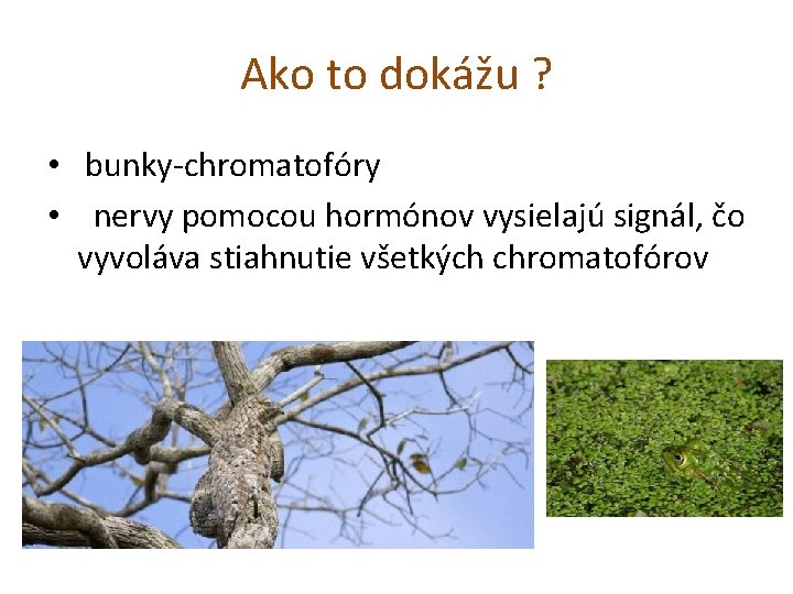 Ako to dokážu ? • bunky-chromatofóry • nervy pomocou hormónov vysielajú signál, čo vyvoláva