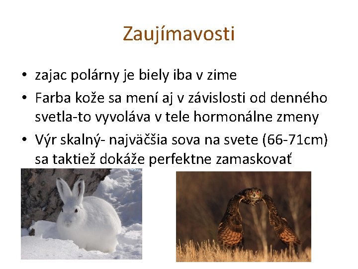 Zaujímavosti • zajac polárny je biely iba v zime • Farba kože sa mení