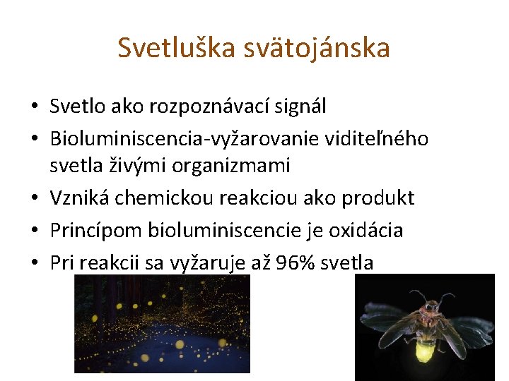 Svetluška svätojánska • Svetlo ako rozpoznávací signál • Bioluminiscencia-vyžarovanie viditeľného svetla živými organizmami •