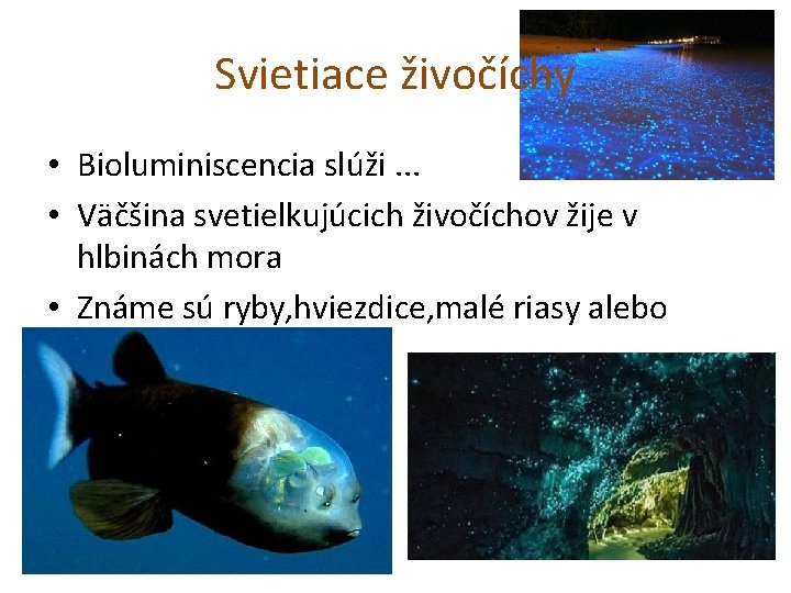 Svietiace živočíchy • Bioluminiscencia slúži. . . • Väčšina svetielkujúcich živočíchov žije v hlbinách