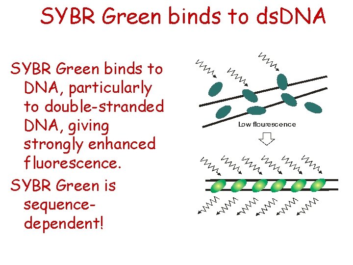 SYBR Green binds to ds. DNA SYBR Green binds to DNA, particularly to double-stranded