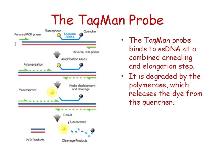 The Taq. Man Probe • The Taq. Man probe binds to ss. DNA at