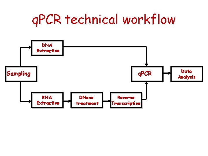 q. PCR technical workflow DNA Extraction Sampling q. PCR RNA Extraction DNase treatment Reverse