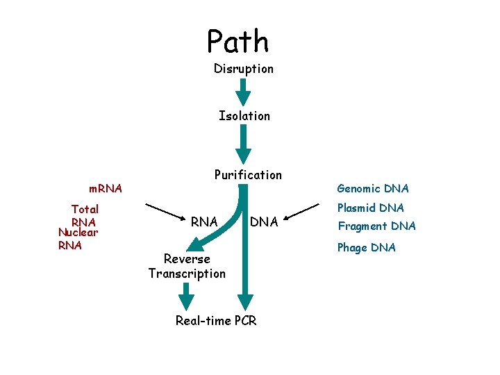 Path Disruption Isolation m. RNA Total RNA Nuclear RNA Purification RNA DNA Reverse Transcription