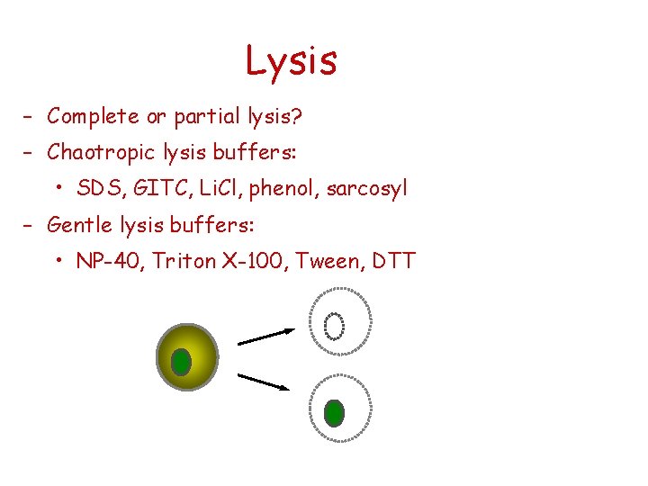 Lysis – Complete or partial lysis? – Chaotropic lysis buffers: • SDS, GITC, Li.