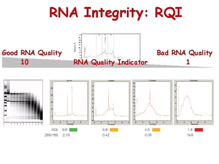 RNA Integrity: RQI Good RNA Quality 10 RNA Quality Indicator Bad RNA Quality 1