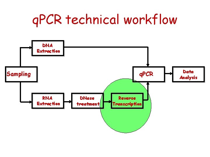 q. PCR technical workflow DNA Extraction Sampling q. PCR RNA Extraction DNase treatment Reverse