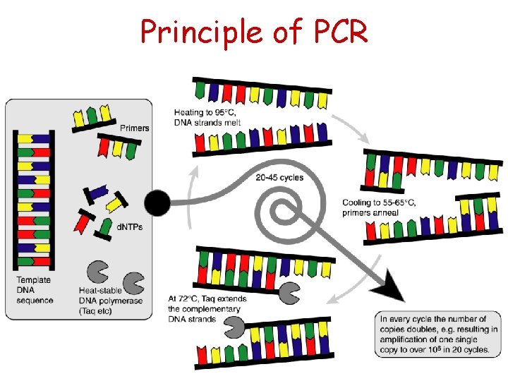 Principle of PCR 