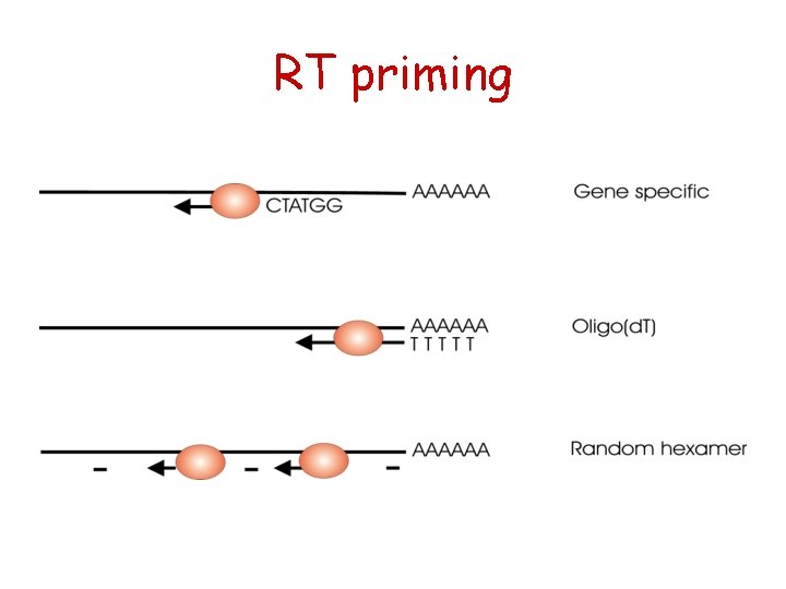 RT priming 