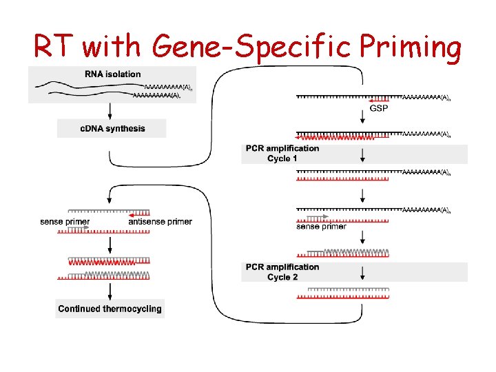 RT with Gene-Specific Priming 