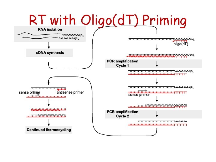 RT with Oligo(d. T) Priming 