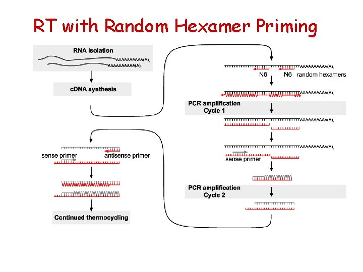 RT with Random Hexamer Priming 