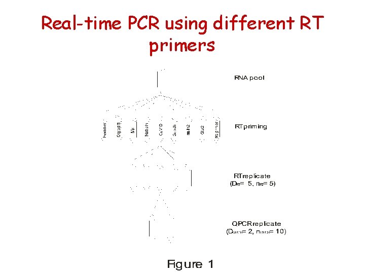 Real-time PCR using different RT primers 