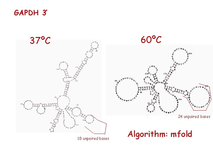 GAPDH 3’ 60ºC 37ºC 24 unpaired bases 18 unpaired bases Algorithm: mfold 