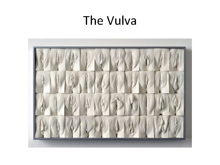 The Vulva 