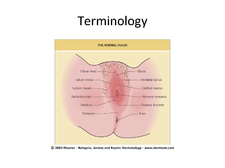 Terminology 