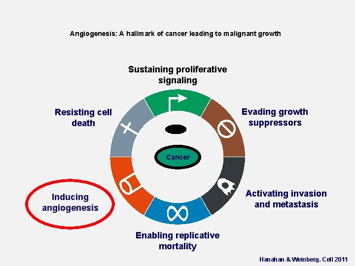 Angiogenesis: A hallmark of cancer leading to malignant growth Sustaining proliferative signaling Evading growth