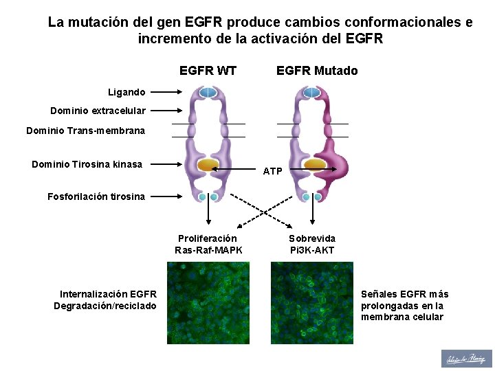 La mutación del gen EGFR produce cambios conformacionales e incremento de la activación del