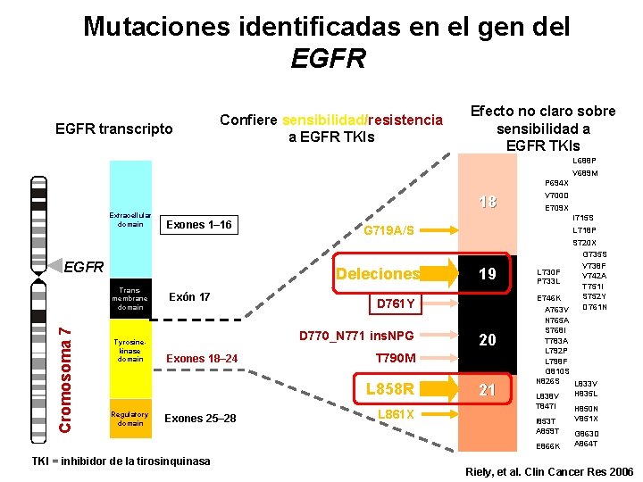 Mutaciones identificadas en el gen del EGFR transcripto Confiere sensibilidad/resistencia a EGFR TKIs Efecto