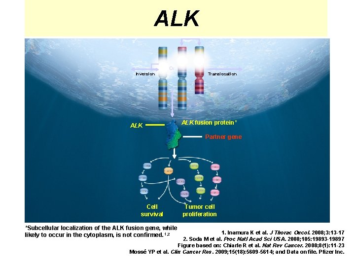 ALK Or Inversion ALK Translocation ALK fusion protein* Partner gene Cell survival *Subcellular localization