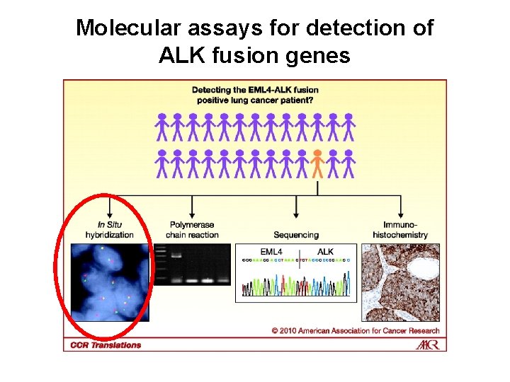 Molecular assays for detection of ALK fusion genes Hirsch et al. , Clin Cancer