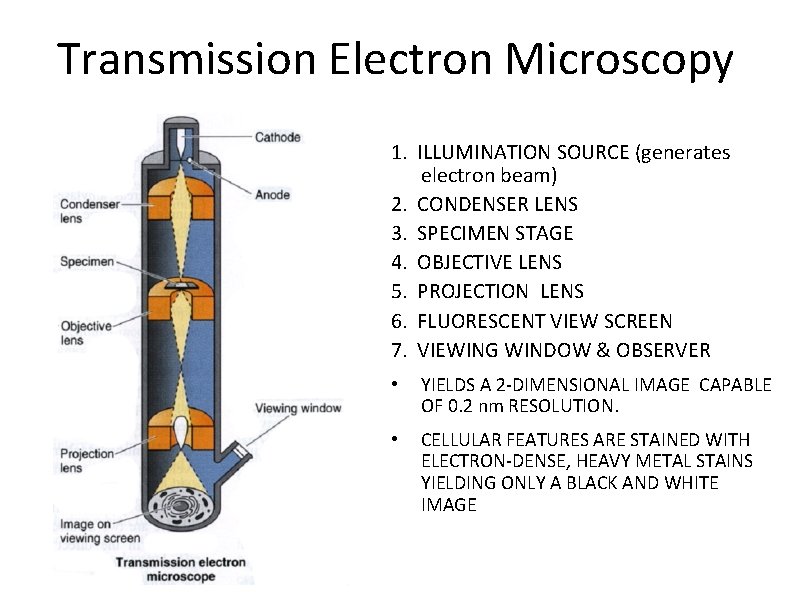 Transmission Electron Microscopy 1. ILLUMINATION SOURCE (generates electron beam) 2. CONDENSER LENS 3. SPECIMEN