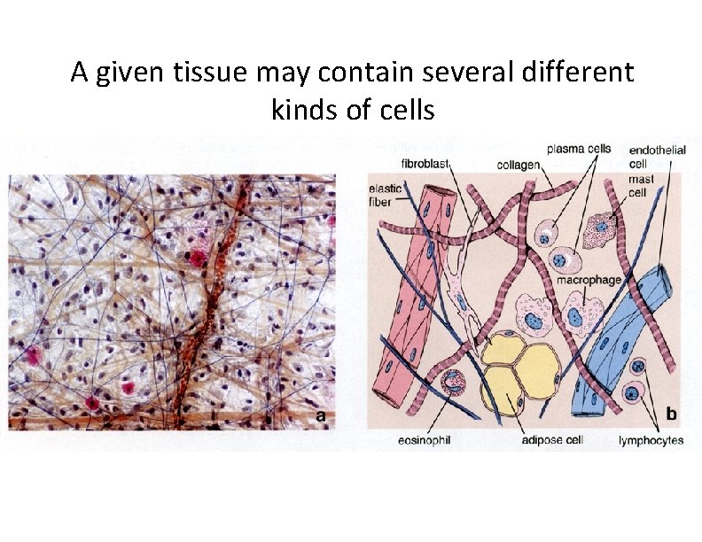 A given tissue may contain several different kinds of cells 