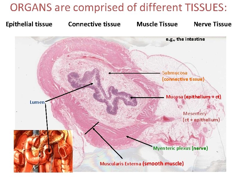 ORGANS are comprised of different TISSUES: Epithelial tissue Connective tissue Muscle Tissue Nerve Tissue