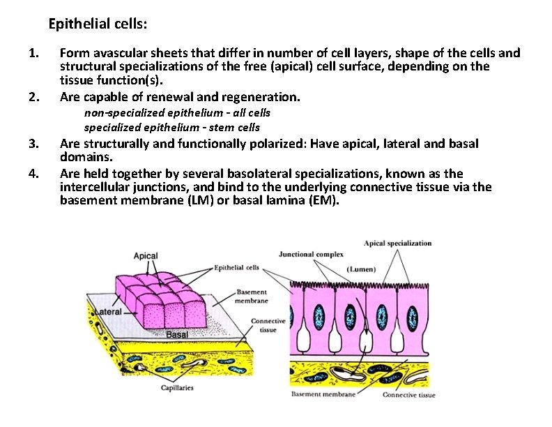 Epithelial cells: 1. 2. 3. 4. Form avascular sheets that differ in number of