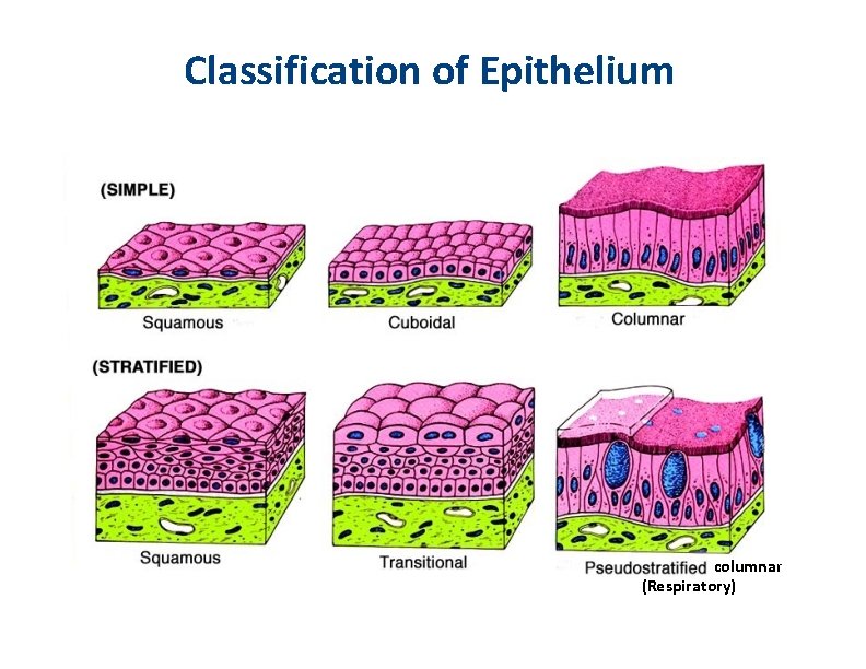 Classification of Epithelium columnar (Respiratory) 