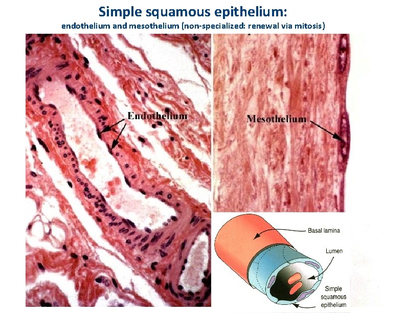 Simple squamous epithelium: endothelium and mesothelium (non-specialized: renewal via mitosis) 