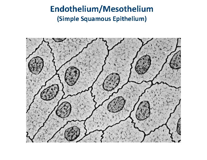 Endothelium/Mesothelium (Simple Squamous Epithelium) 