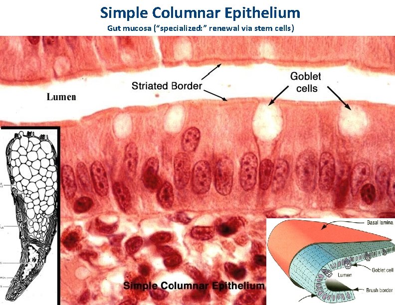 Simple Columnar Epithelium Gut mucosa (“specialized: ” renewal via stem cells) 