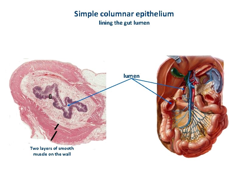 Simple columnar epithelium lining the gut lumen Two layers of smooth muscle on the