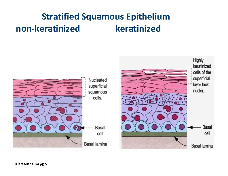 Stratified Squamous Epithelium non-keratinized Kierszenbaum pg 5 