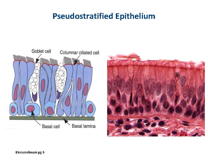 Pseudostratified Epithelium Kierszenbaum pg 6 