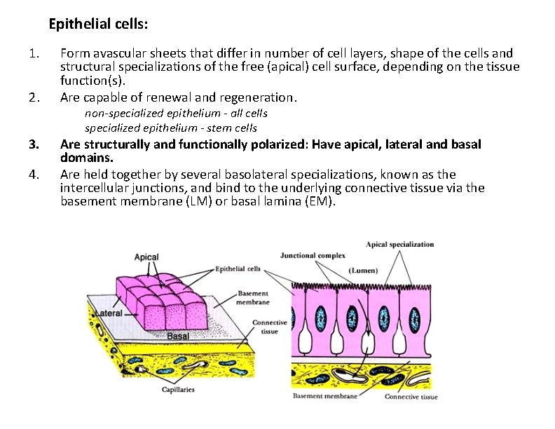 Epithelial cells: 1. 2. 3. 4. Form avascular sheets that differ in number of